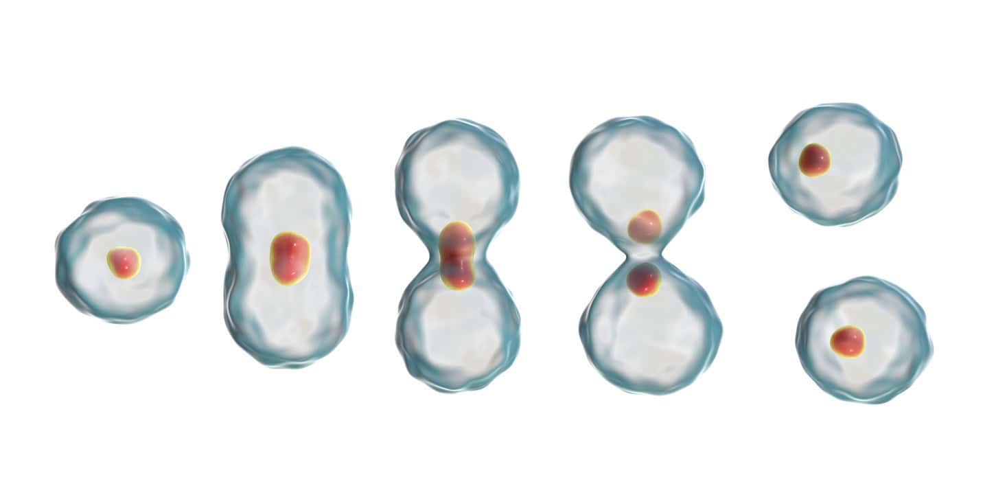 PEG-MGF Peptide Research in Tissue Repair and Cell Regeneration